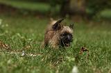 CAIRN TERRIER 432